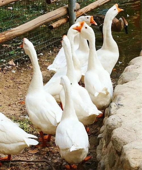 八鹅吃瓜菌娱乐圈,娱乐圈风云录